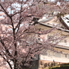 金沢城と桜（日本）