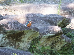 カワセミ