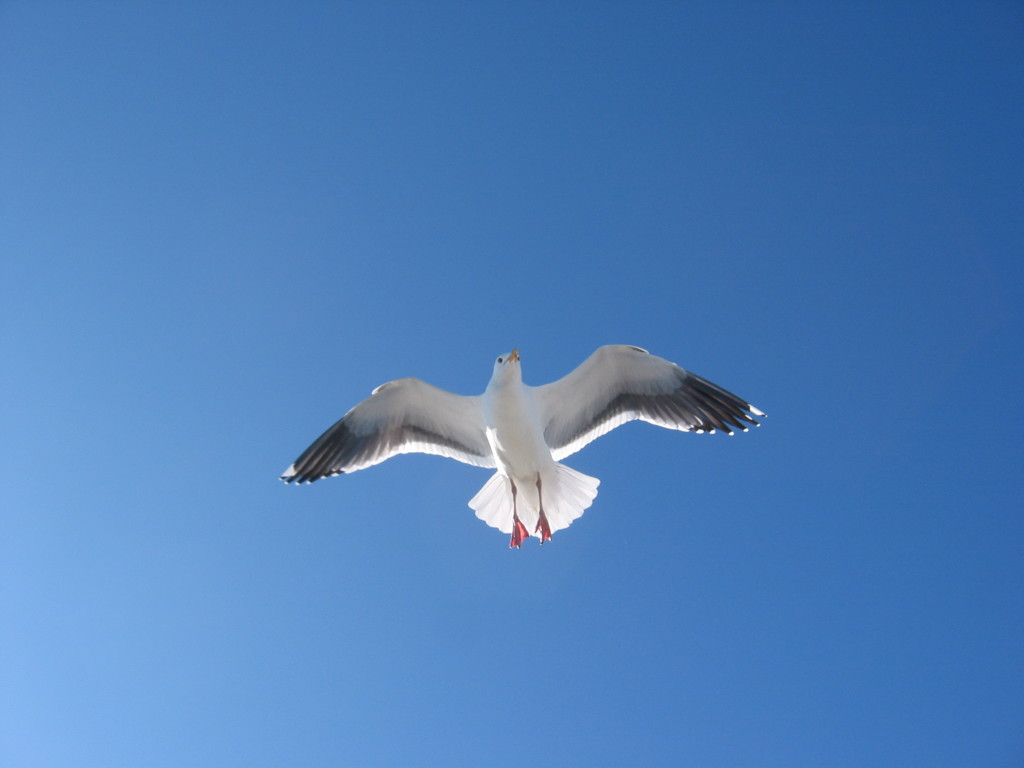 カモメ（モントレー、カリフォルニア）