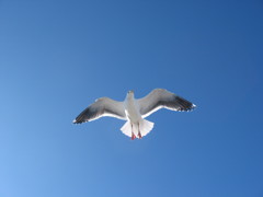 カモメ（モントレー、カリフォルニア）