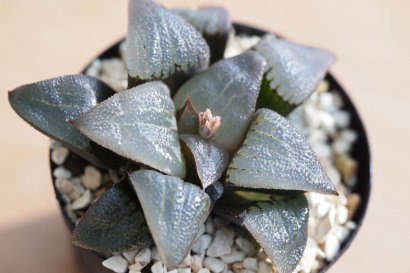 Haworthia (pigmaea×correcta) × 'Akanko'