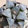 Haworthia (pigmaea×correcta) × 'Akanko'