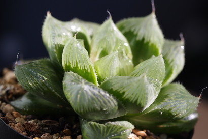 Haworthia 'Daruma Star'