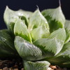 Haworthia 'Daruma Star'