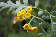 tansy