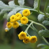 tansy