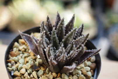 Haworthia modesta