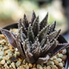 Haworthia modesta