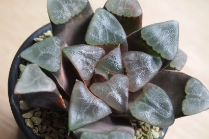 Haworthia correcta 'Tokusen'