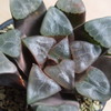 Haworthia correcta 'Tokusen'