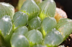 Haworthia pilifera?