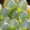 Haworthia pilifera?