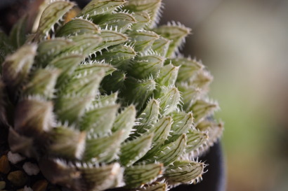 Haworthia luteorosea×obtusa 