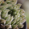 Haworthia luteorosea×obtusa 