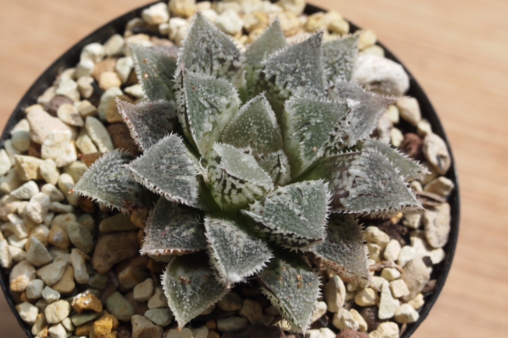 Haworthia wimii hyb.