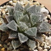 Haworthia wimii hyb.