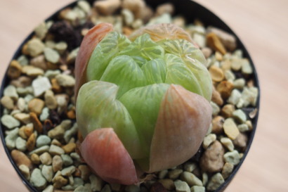 Haworthia cooperi × dielsiana