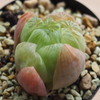 Haworthia cooperi × dielsiana