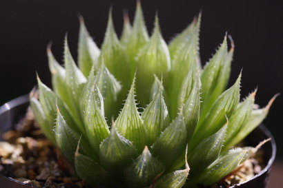 Haworthia 'China Dress'