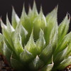 Haworthia 'China Dress'