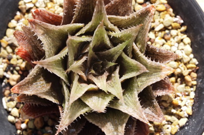 Haworthia 'Lace King'