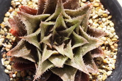 Haworthia 'Lace King'