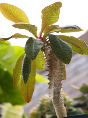 Euphorbia perrieri elongata