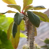 Euphorbia perrieri elongata