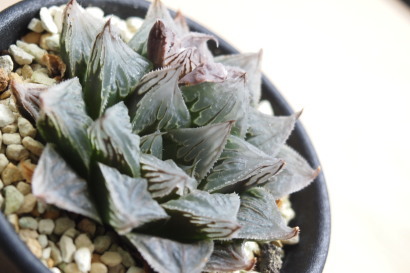 Haworthia atrofusca × stayneri