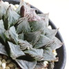 Haworthia atrofusca × stayneri