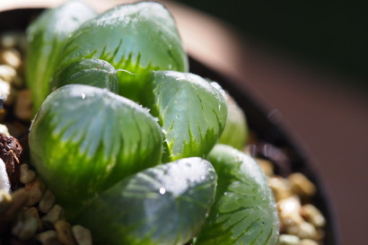 Haworthia obtusa big type