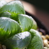 Haworthia obtusa big type