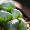 Haworthia obtusa big type