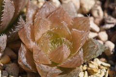 Haworthia bolusii×'Isogani'