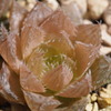 Haworthia bolusii×'Isogani'