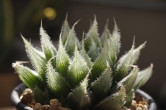 Haworthia 'Shiro Usagi'