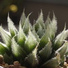 Haworthia 'Shiro Usagi'