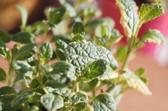 Pineapple Mint