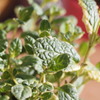 Pineapple Mint