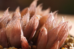 Haworthia leightonii