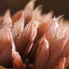 Haworthia leightonii