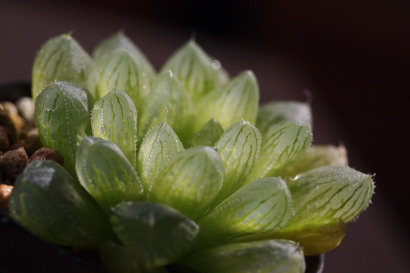 Haworthia 'Luna' × OB-1