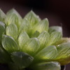 Haworthia 'Luna' × OB-1