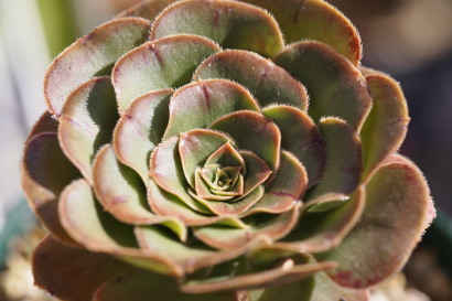 Aeonium hierroensis