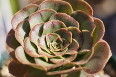Aeonium hierroensis