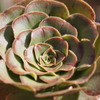 Aeonium hierroensis