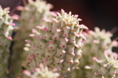 Euphorbia mammillaris variegata