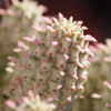 Euphorbia mammillaris variegata