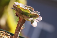 Aeonium hierroensis