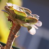 Aeonium hierroensis